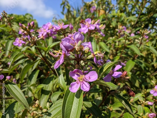 Senggani flower or Harendong flower (Melastoma malabathricum) thrives in the tropical nature of Kalimantan