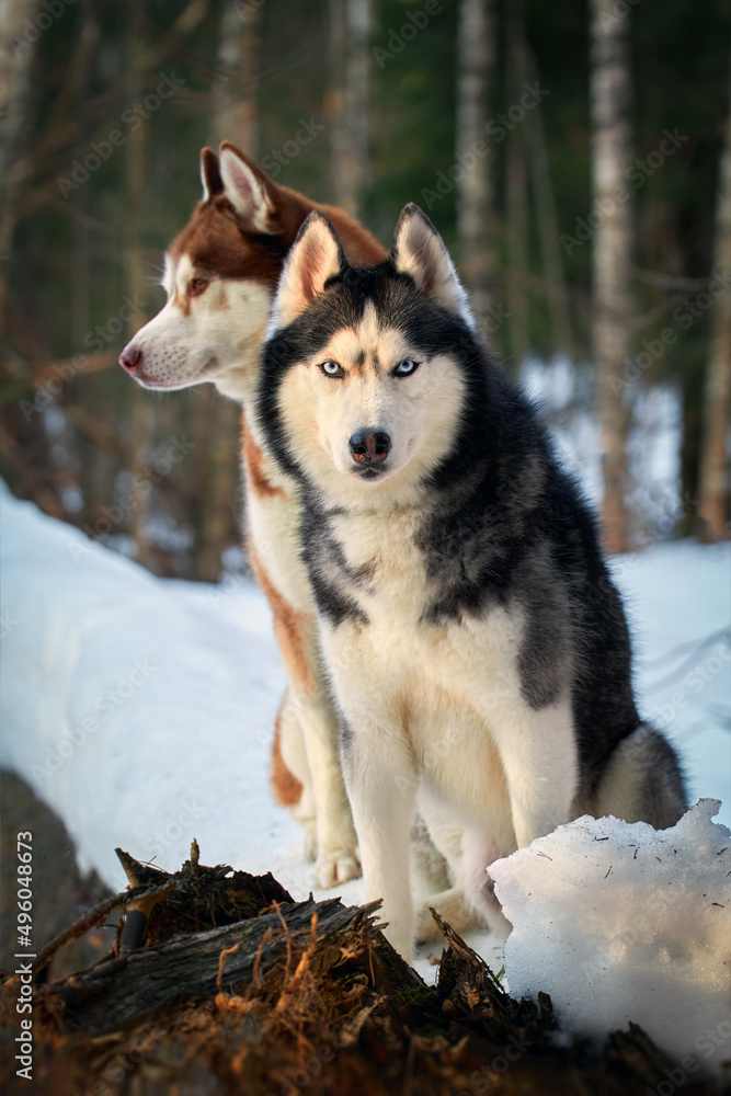 Fototapeta premium Portrait cute husky dog with blue eyes sitting on the trunk tree in winter sunny forest.