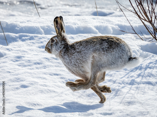 European hare in snow