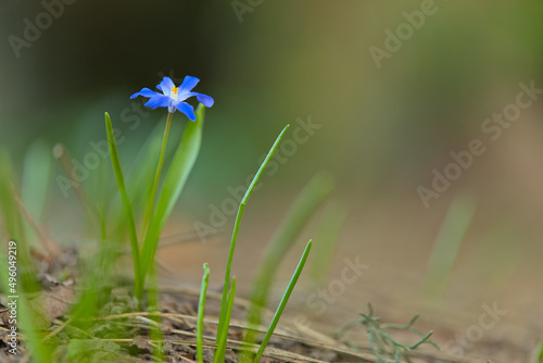 Single blue flower on forest ground