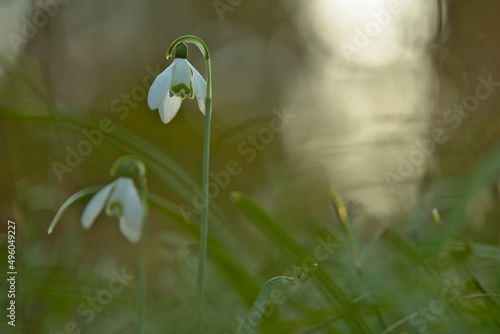 snowdrops in the forest