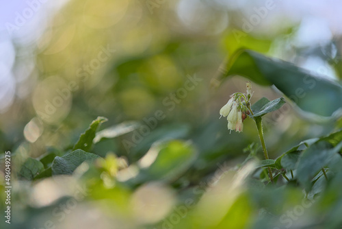 White blossoms between green leaves