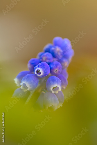 Macro of a grape hyacinth 