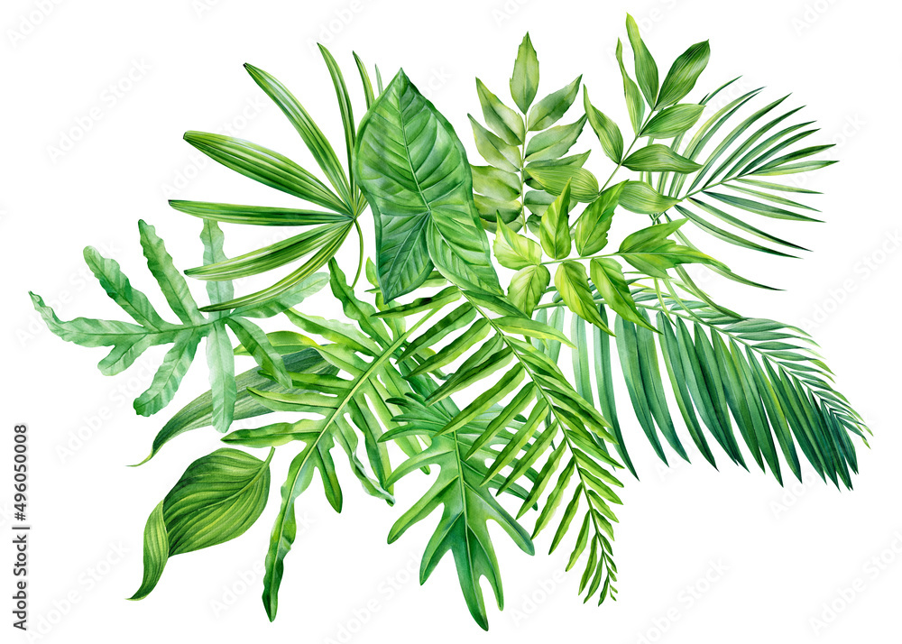 Tropical leaves. Watercolor green leaf isolated on white background. Wild forest. 