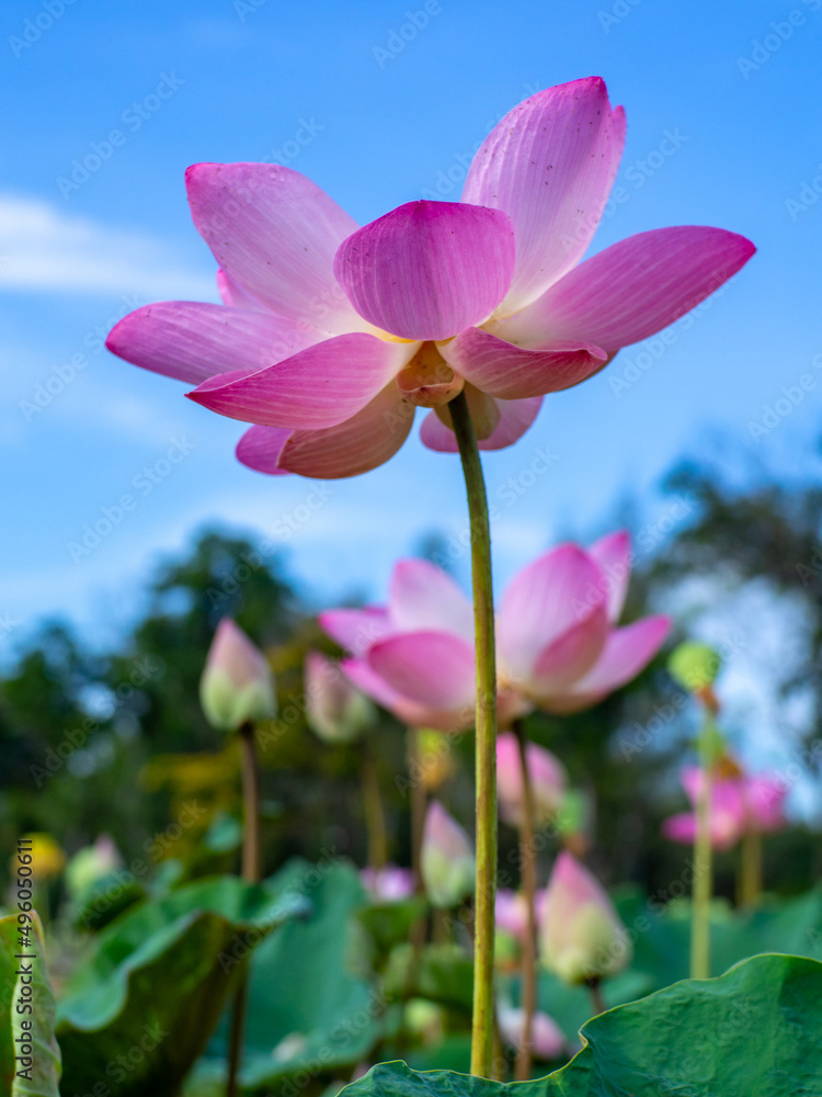 Lotus flowers blooming in the garden with sky and blurred background Lotus flowers blooming in the garden with sky and blurred background
