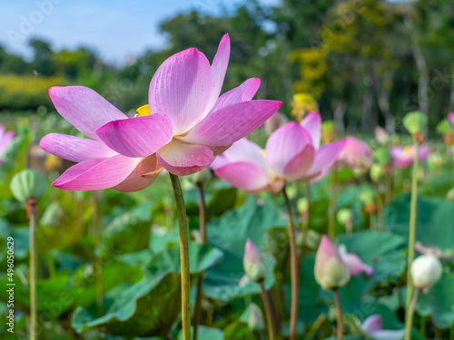Lotus pink  flowers in the garden  blurry background