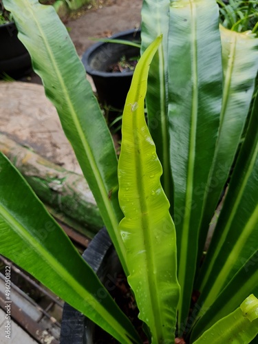 Green leaf plant in school garden