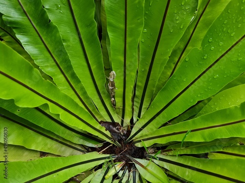 Green leaf plant in school garden