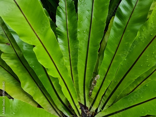 Green leaf plant in school garden