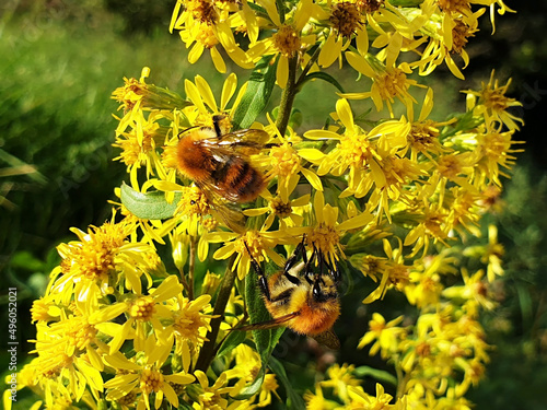 Yellow solidago or virgaurea flowers with bees collecting nectar.