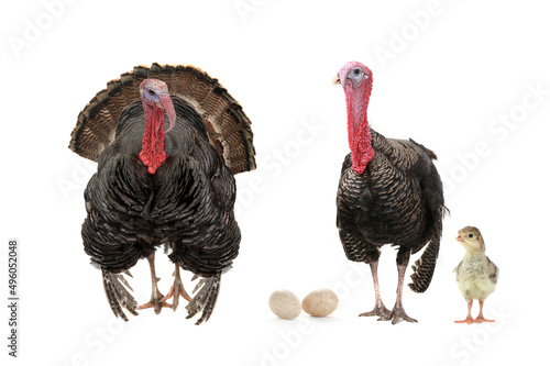 two turkeys with a small chicken isolated
