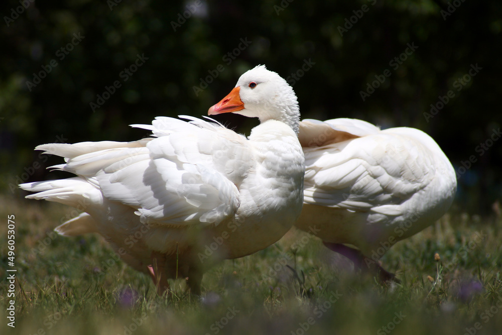 white goose in the park