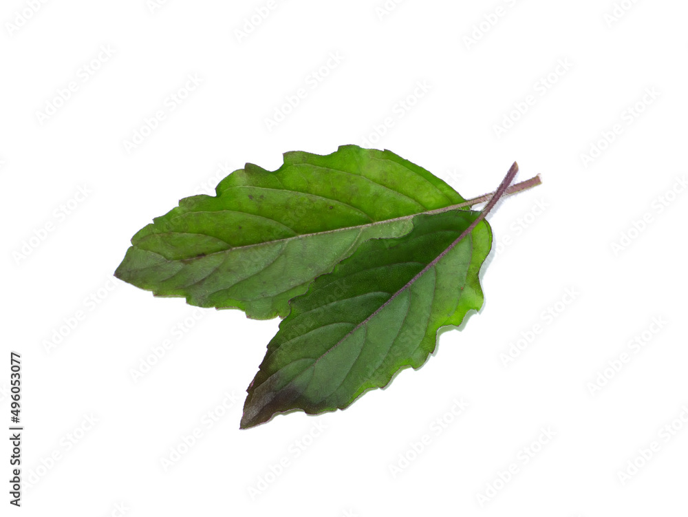 Fototapeta premium Close up Holy Basil, Sacred Basil leaves on white background.