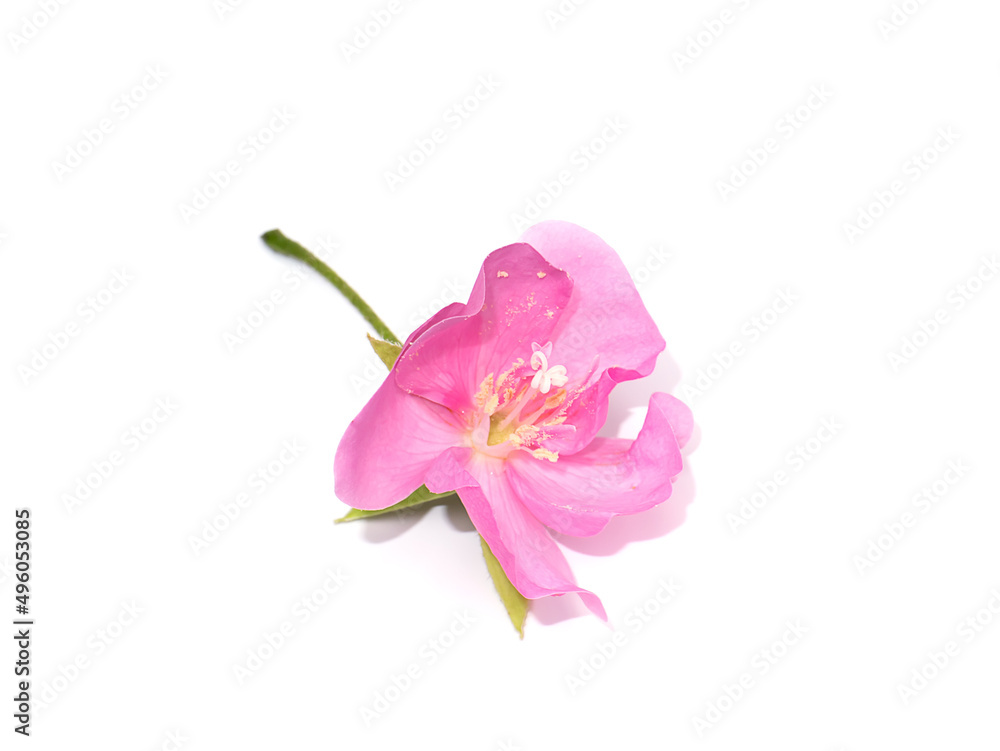 Close up Pink Ball Dombeya flower on white background.