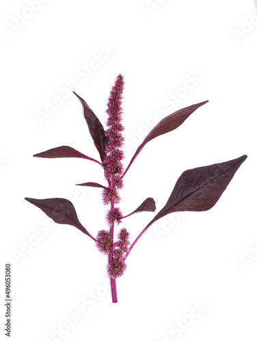 Close up red Joseph's coat, Chinese spinach, Tampala flower on white background. photo