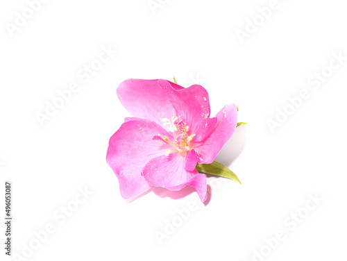 Close up Pink Ball Dombeya flower on white background.