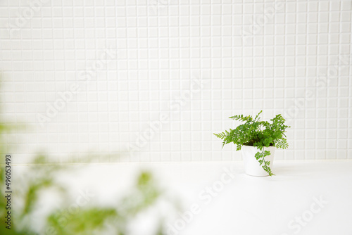 白いキッチン 爽やかな観葉植物 白背景 コピースペース ホワイトスペース 余白 © Emotional design