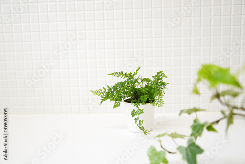 白いキッチン　爽やかな観葉植物　植物　クローズアップ　アップ　ボケ　緑　白背景　コピースペース　ホワイトスペース　余白　白タイル