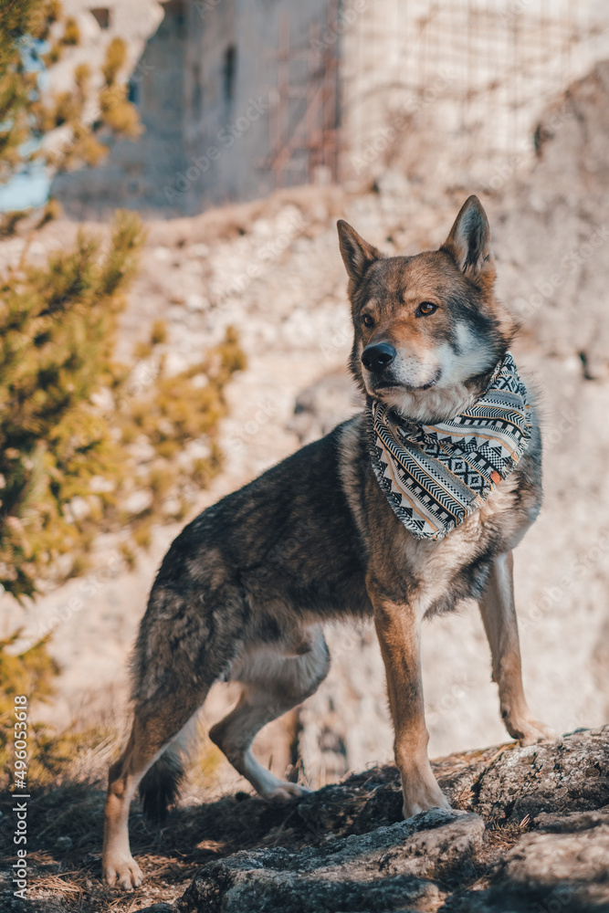 American Akita with a happy face walking in the woods American Akita with a happy face walking in the woods