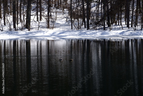 まだ白い雪が残る早春の林が池の水面に映り込む