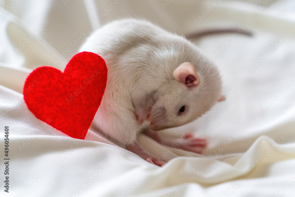 Little white rat in a female hand with manicure. On a light background. Nearby lies a red heart. Valentine's day concept, cute picture. Little white rat in a female hand with manicure. On a light background. Nearby lies a red heart. Valentine's day concept, cute picture.