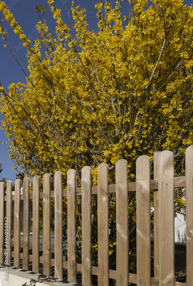 Fototapeta premium Clôture en bois d'un jardin devant un forsythia en fleurs