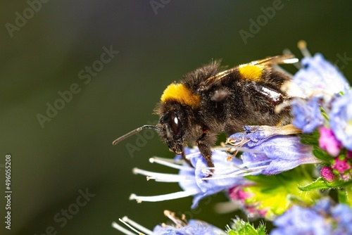 Buff-tailed bumblebee (Bombus terrestris) on the pollen-filled blue Tajinaste of Gran Canaria. © Carlos