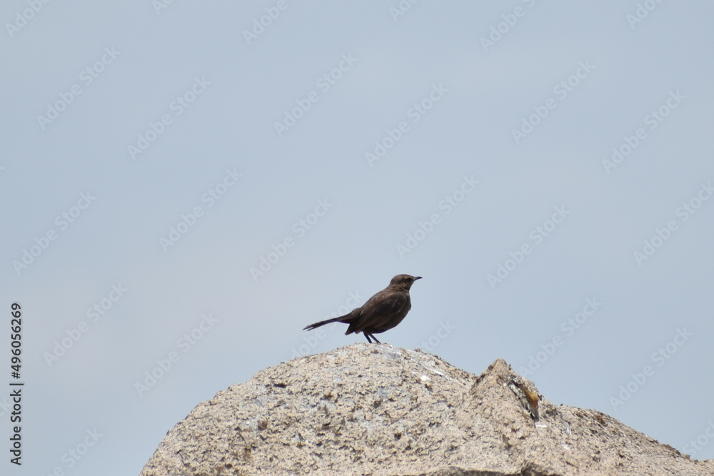 Fototapeta premium bird on the rock