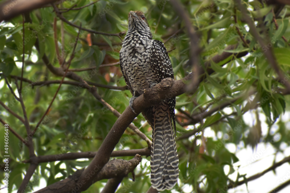 owl on a branch owl on a branch