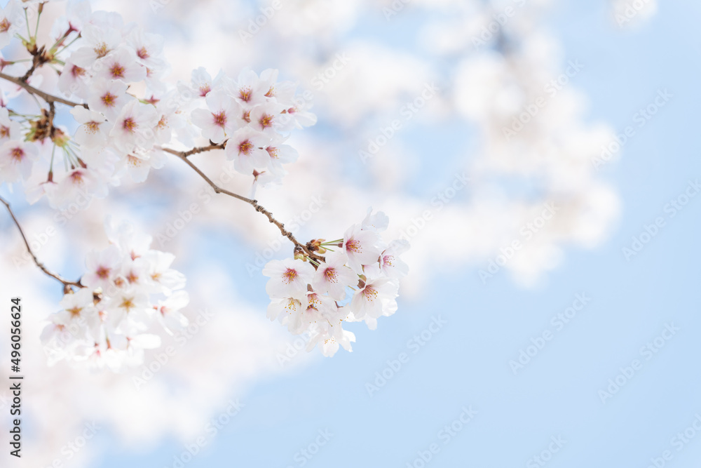 桜・サクラ・春 桜・サクラ・春