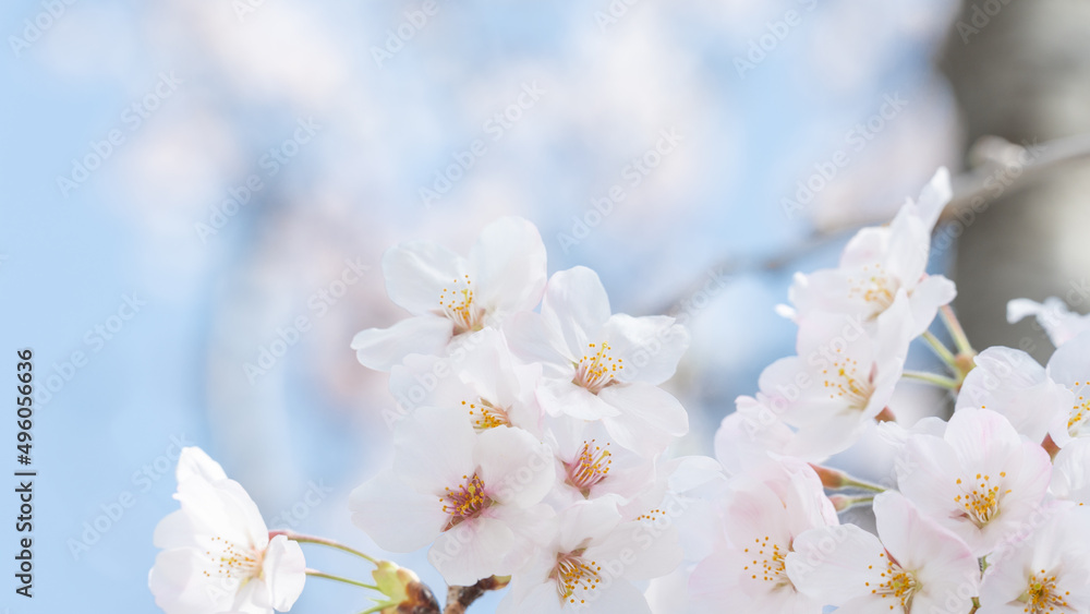 桜・サクラ・春