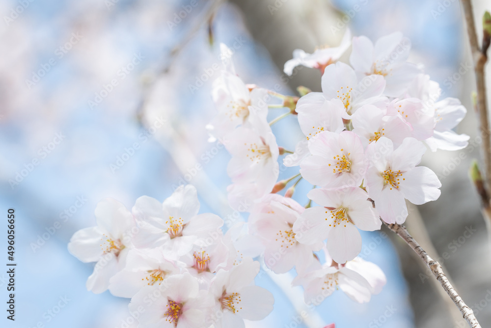 桜・サクラ・春