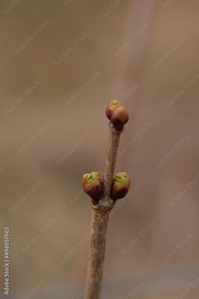 Viburnum buds, guelder rose buds closeup on spring. Viburnum buds, guelder rose buds closeup on spring.