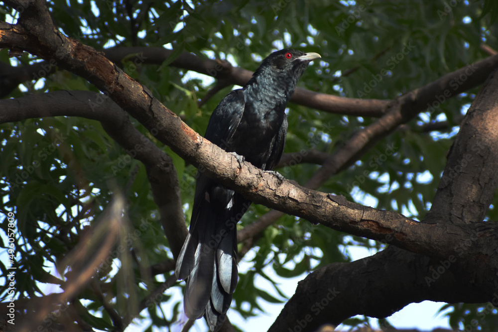 Fototapeta premium red billed hornbill