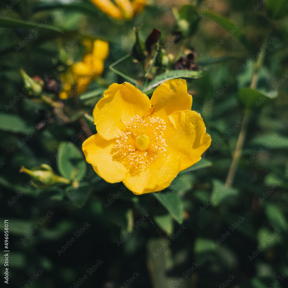 Welsh poppy Welsh poppy