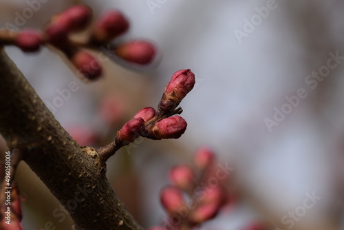 Apricot flower buds in early spring, pink flowerbuds of Prunus armeniaca before blooming. photo