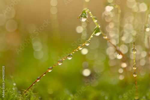 string of moss covered in dew drops