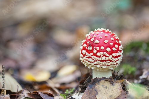 young toadstool with closed cap
