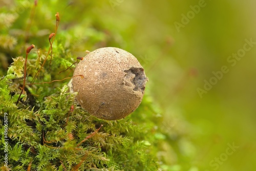 Old puffball mushroom between moss