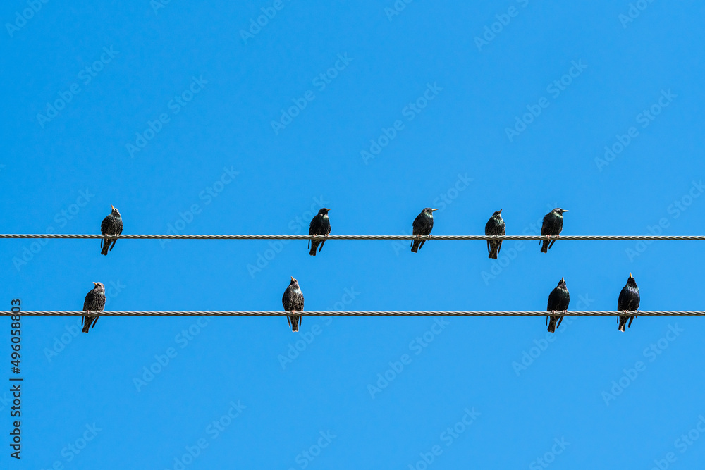 Starling birds on wires against a blue sky in the Western Cape, South Africa Starling birds on wires against a blue sky in the Western Cape, South Africa