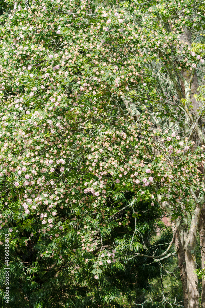 Dais cotinifolia or pompom tree in flower or blooming in Drakensberg, KwaZulu-Natal, South Africa during Summer