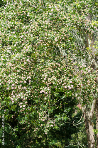 Dais cotinifolia or pompom tree in flower or blooming in Drakensberg, KwaZulu-Natal, South Africa during Summer