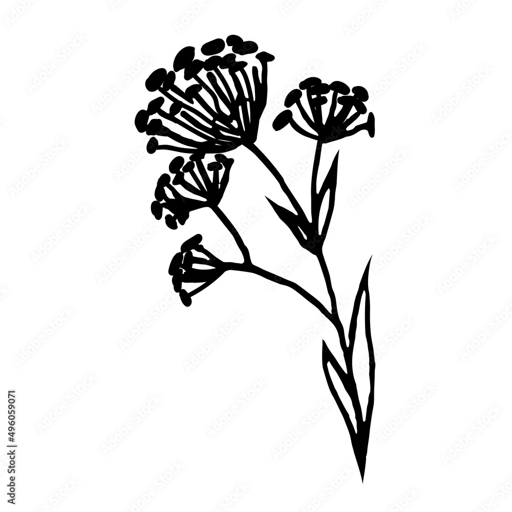 Obraz premium A heteromorph field plant isolated on a white background.Vector illustration in doodle style.