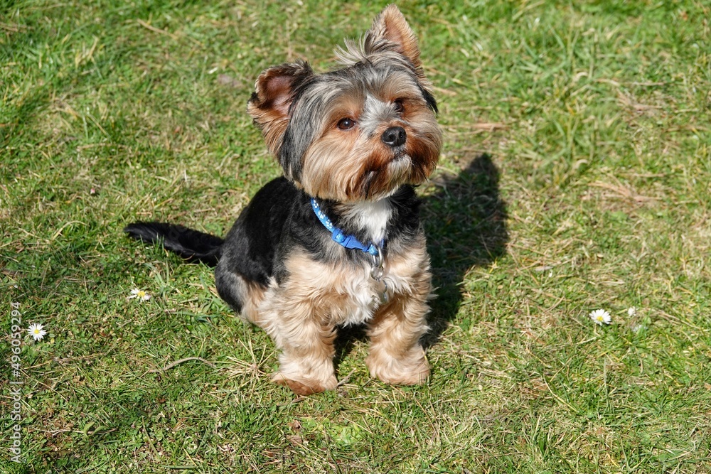 Cute yorkshire terrier sitting on the grass with his head tilted. High quality photo