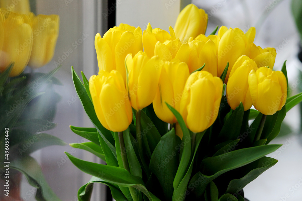 Naklejka premium Spring blossoming yellow tulips