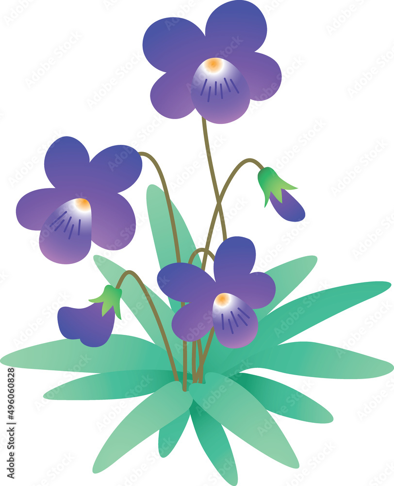 菫 紫 菫 紫