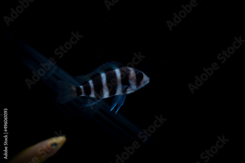 Cichlid fish in the aquarium, amazing colors. selective focus. white and black background photo