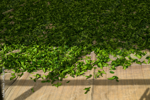 Closeup dried tea leafs process in plantation.