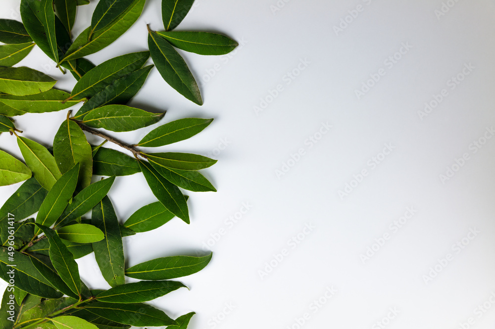 Bay leaves on white background Bay leaves on white background