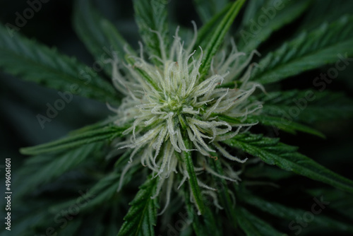 Hemp cone. Macro view of blooming cannabis bud with white stigmas, growing concept. Marijuana flowers close-up, top view. Harvest time, grow ripe.